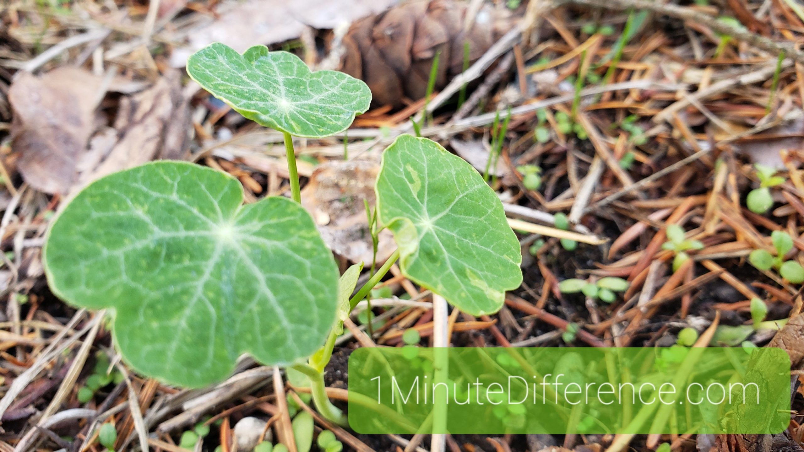 Three Seeds, One Minute