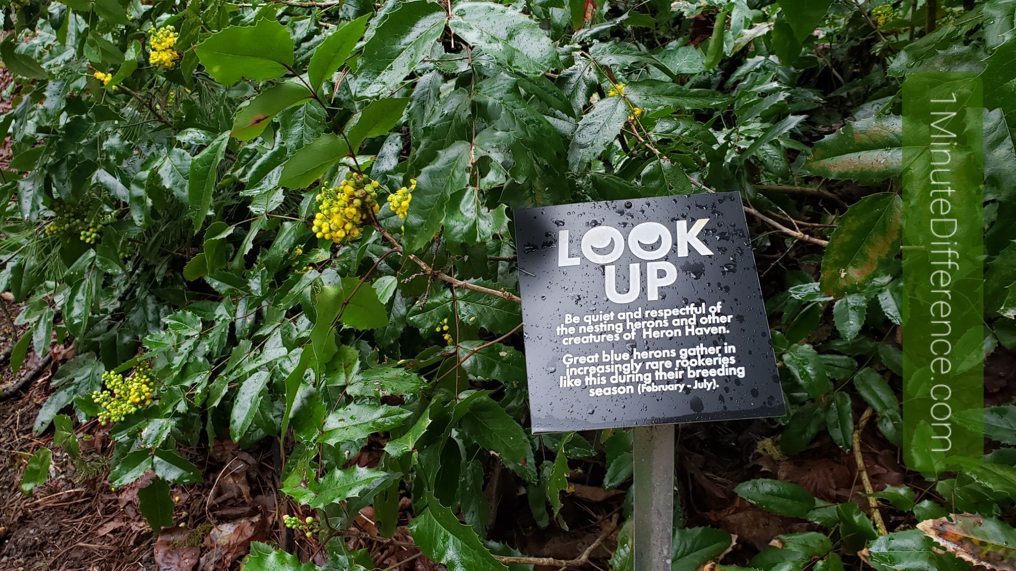 Look Up